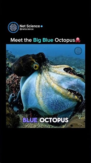 Big Blue Octopus🐙