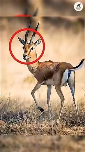 Why Springboks Jump So High While Escaping Cheetahs 😳
