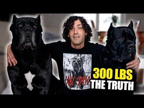 The HONEST Truth About Cane Corsos (I Own 300lbs of Them)