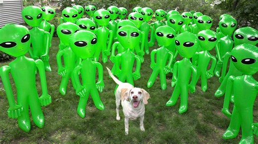 Dog vs. alien apocalypse