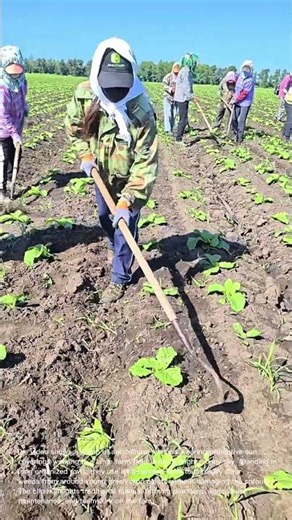 Manual Weeding in the Field: Farm Workers Weeding Rows of Young Crops