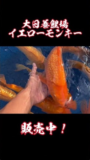 『錦鯉の休日』大日養鯉場産！イエローモンキー！販売中！ #koi #錦鯉