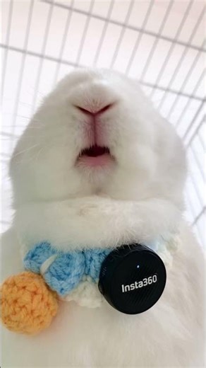 🔊 SOUND ON! Bunny Eating an Apple ASMR #satisfying #viral | Insta360 Mic Air