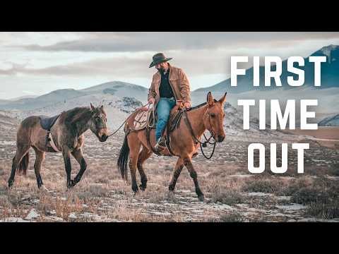 Our Young Horses' Big Day Out | Mesa's First Time In The Mountains