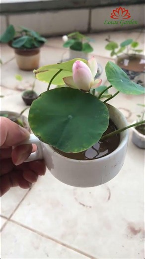 Did you know you can grow lotus flowers in old coffee cups