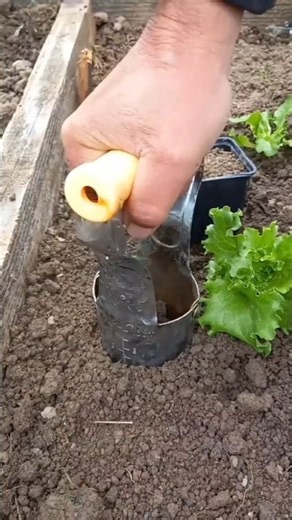 Lettuce | Garden cultivation