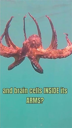 Aliens on Earth?