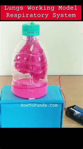 lungs working model (respiratory system) working model - automatic - balloon - creative | howtofunda