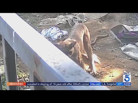 Mountain lion kills Yucaipa family's dogs in broad daylight