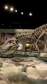 Dinosaur முதல் Mummy வரை 😲 | Field Museum Chicago | Tamil