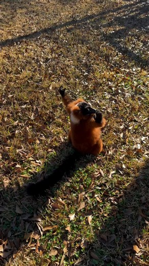 Red ruffed lemur, sunbathing 📹 Daniella Villarroel/ dani.villar_
