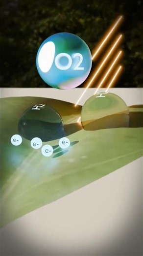 🌿 Photosynthesis Explained in Stunning 3D Animationis. #shortsfeed #3DAnimation #education #halo