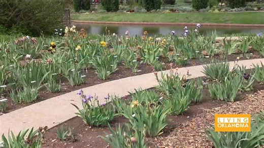 94th Annual Iris Festival blooms at Will Rogers Garden