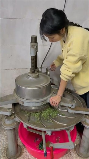 Lowering the Pressure Plate : Starting the Tea Rolling Process
