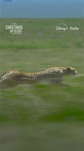 An expert hunter, this cheetah knew exactly how to catch her prey. #CheetahsUpClose