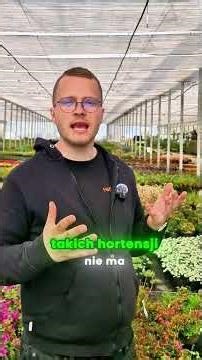 Hortensia the Runaway Bride