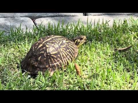 The Florida box turtle (Terrapene Carolina bauri) #nature #reptiles #turtle