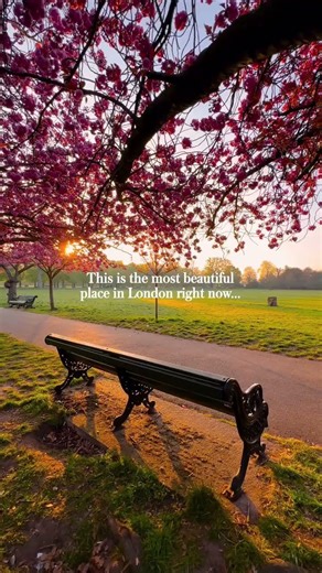 🌸 Cherry Blossom Locations in London ⬇️ 💗 Greenwich Park 💗 Ravenscourt Park 💗 Stanley