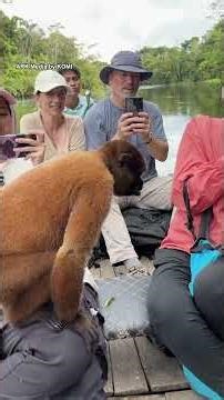 He just couldn't hold it! 🐒😳