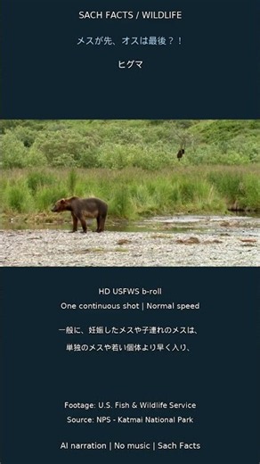 ヒグマが巣穴に入る時期、子連れメスが先でオスは最後？！ #Shorts