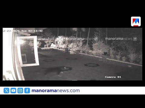 നിനക്ക് ആളുമാറിപ്പോയി പുലീ; പുലിയെ തിരികെയോടിച്ച് വളര്‍ത്തുനായ | Leopard | Palakkad