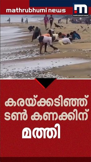 കരയ്ക്കടിഞ്ഞ് ടൺ കണക്കിന് മത്തി; കുട്ടകളും ചാക്കുകളുമായി കടപ്പുറത്തേക്ക് ഒഴുകിയെത്തി നാട്ടുകാർ