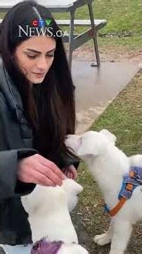 Blind, deaf dogs in need of forever home