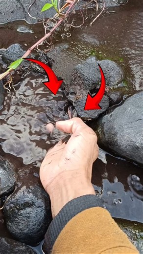 catching snakehead fish - SNAKEHEAD FISH #shorts #fish #channa #viralvideo