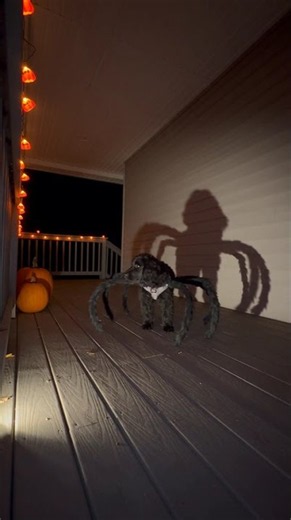The Giant Spider Dog. #funny #dog #happyhalloween #fyp #viral #subscribe