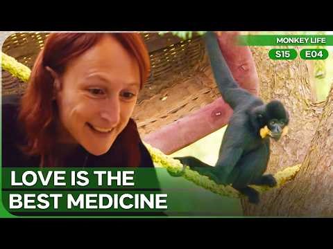 A Beautiful New Beginning! | Monkey Life Season 15 Episode 4