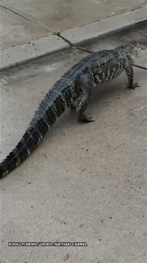 'Huge' Alligator turns up on lawn of Cinco Ranch resident