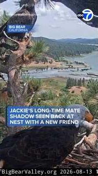 Jackie's long-time mate Shadow seen back at nest with a new friend