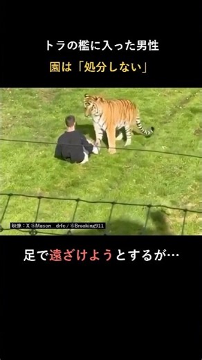 トラの檻に侵入した男性、悲劇の結末 #事件 #衝撃