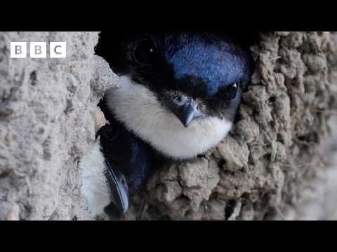 🔴 LIVE wildlife cameras 🌿 26 May 🐦 BBC Springwatch 2026