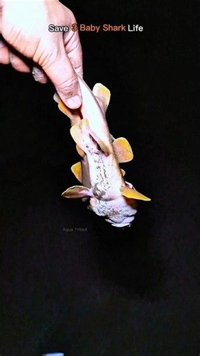 🦈 Saving 3 Baby Sharks – A Life-Saving Rescue! ❤️ #ocean #sea #animals