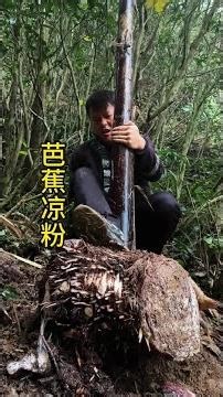 芭蕉粉Q弹Q弹的很好吃，老爸都吃了三碗。