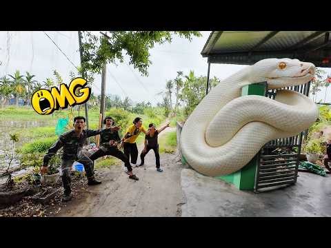 Brave Hunters Use High-Tech Detection Equipment To Capture A Giant White Python