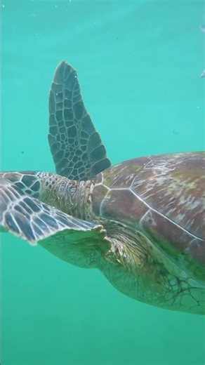 Snorkeling Tours