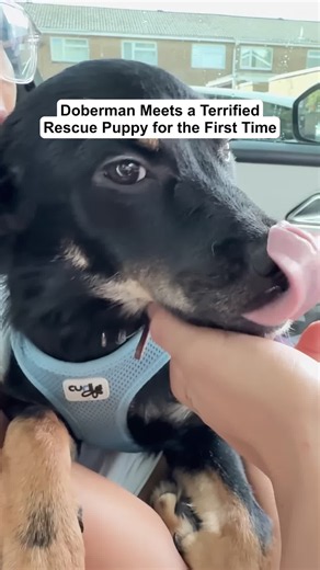 Doberman Meets Terrified Rescue Puppy for the First Time