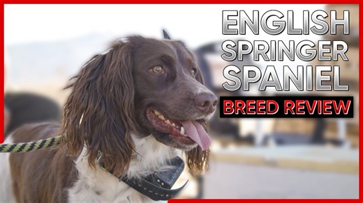 English springer spaniel breed review