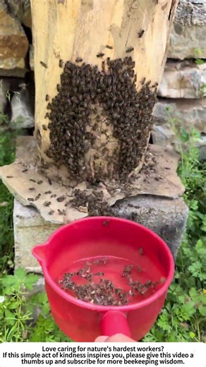 Cooling Honey Bees on a Hot Summer Day – Gentle Water Spray 🐝💧