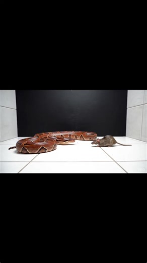 Blood python rapid constriction feeding sequence in clean USA reptile studio | intense natural predator reflex captured live , Warning: [Warning: Live Feeding Video] This content shows animals feeding naturally as part of nature. No harm, no encouragement of violence. Educational wildlife content. #BloodPython #PythonFeeding #SnakeStrike #ConstrictorAction #ReptileFeeding #PredatorInstinct #WildlifeReels #HerpetologyLife #SnakeLovers #ReptileVideo | Frog Feeding