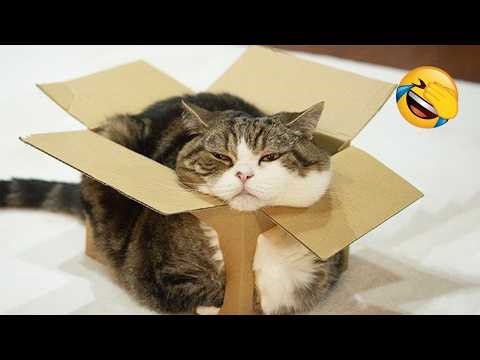 Galaxy Meow Funny The Most dramatic 🤣😹 Best of Funny Cat Videos