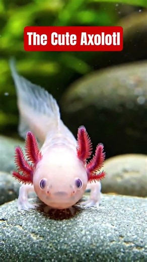 The World's Cutest Underwater Creature? 🩷 Axolotl!