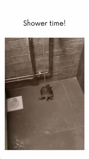 Dancing Turtle Enjoys a Shower Beat 🐢🚿😂