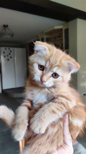 KiTTeN CoRe 😽✨