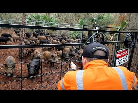 The Wild Boar Crisis Now Threatens Entire Neighborhoods