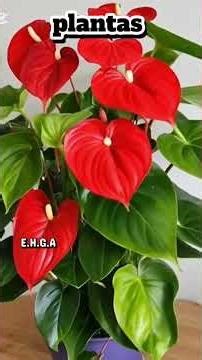 The most powerful homemade fertilizer to make your plants grow fast.