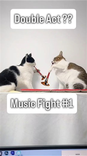 Double Act by Crazy Cat 😺😺 Music + Fight #shorts