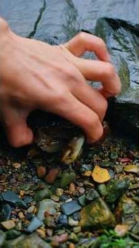 🌿🔥 From River to Fire: Catch & Cook Turtle 🐢 | Real Survival Skills 💪
